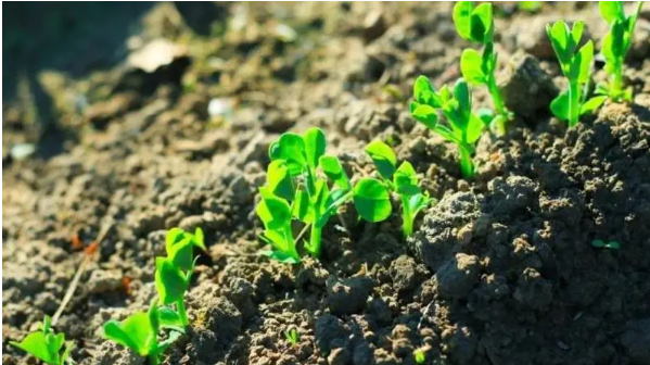 环境保护型农业土肥管理论文发表概述